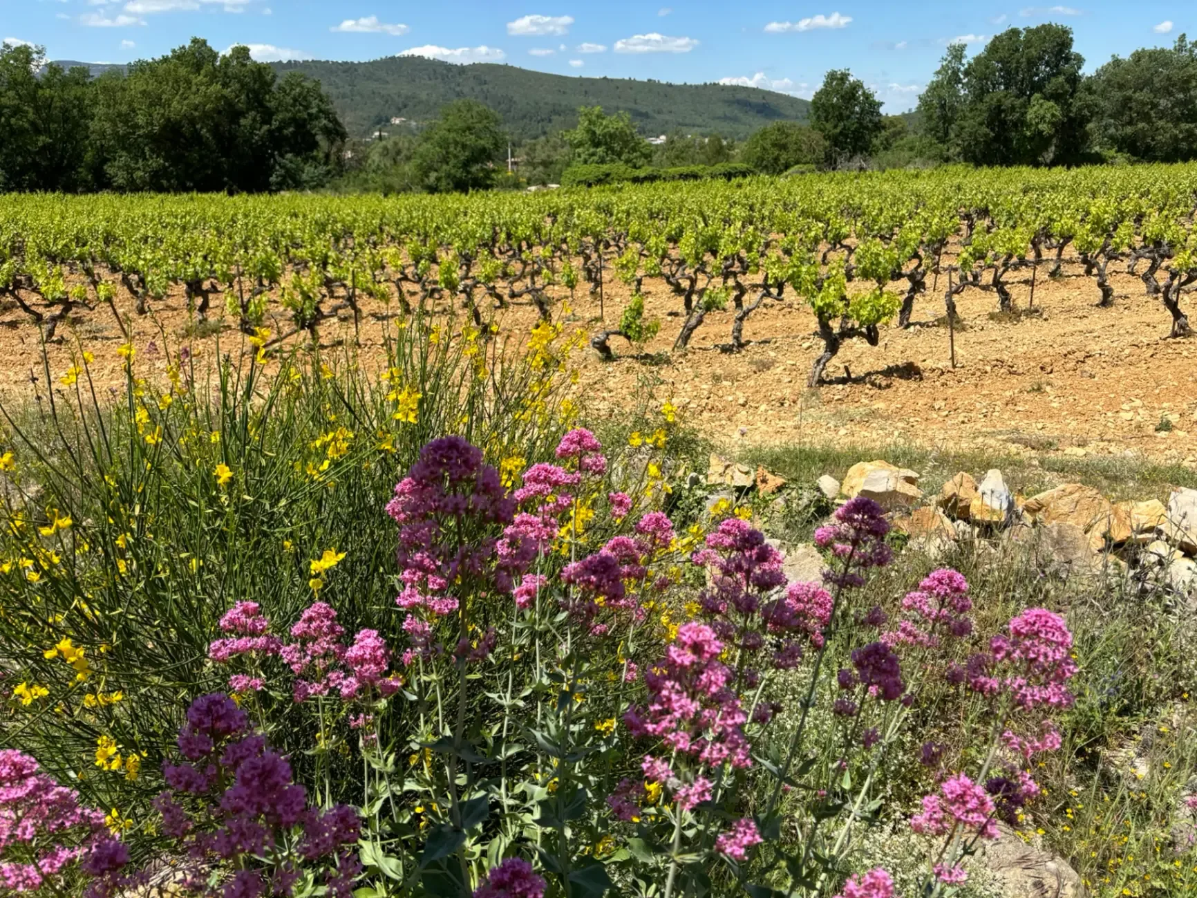 Domaine de la Prévote – Besse-sur-Issole