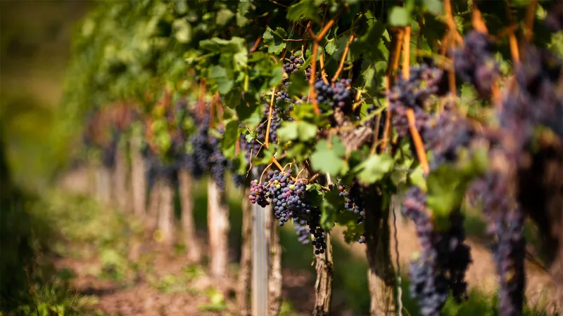 Domaine 2 Moulins – Les Garennes sur Loire