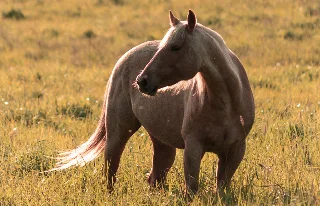Photo de Thomas Ranch