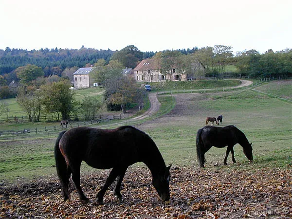 Chevaux noirs paissant dans un pré avec hameau en pierre en arrière-plan