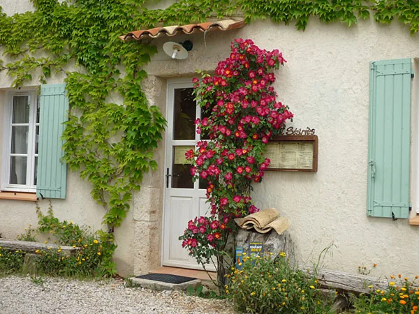 Entrée fleurie avec rosier grimpant rouge et vigne vierge sur façade claire
