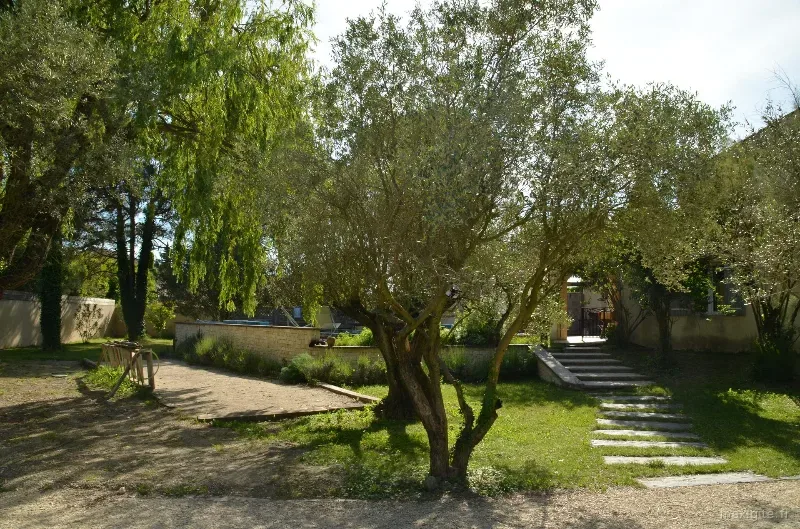 Jardin clos planté d'un grand olivier avec allée pavée menant à quelques marches de pierre