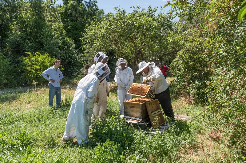 Atelier d'apiculture en plein air avec participants en combinaison autour d'une ruche ouverte