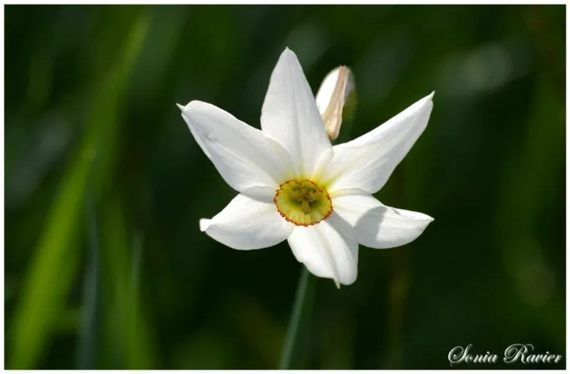 Photo 1 de Gite Narcisse à Gresse-en-Vercors