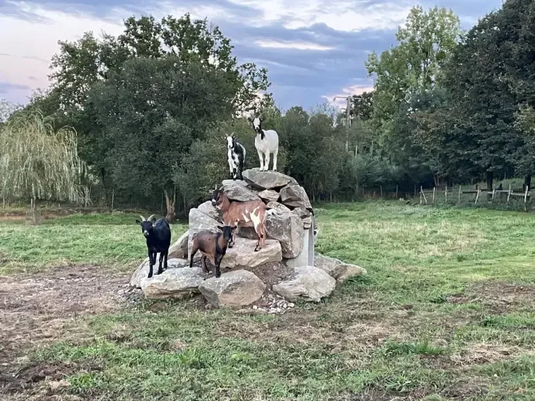 Gîte Alexandrin La Bréjolière – Saint-Maurice-des-Noues - Parc à chèvres et moutons