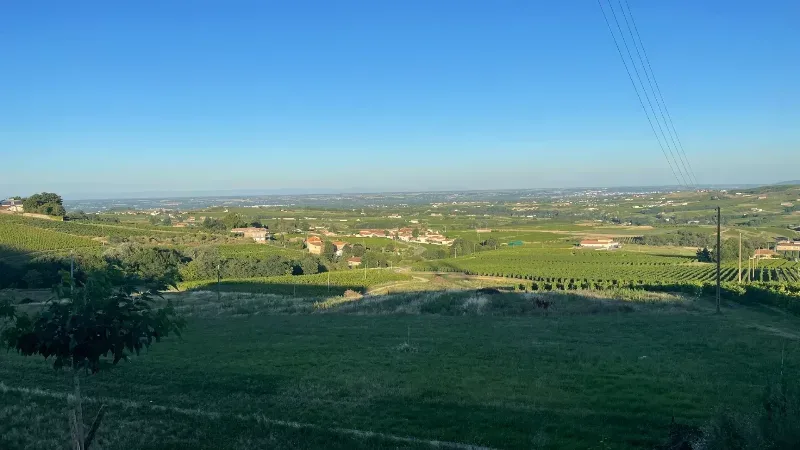 La Vigne en Rose – Le Perréon