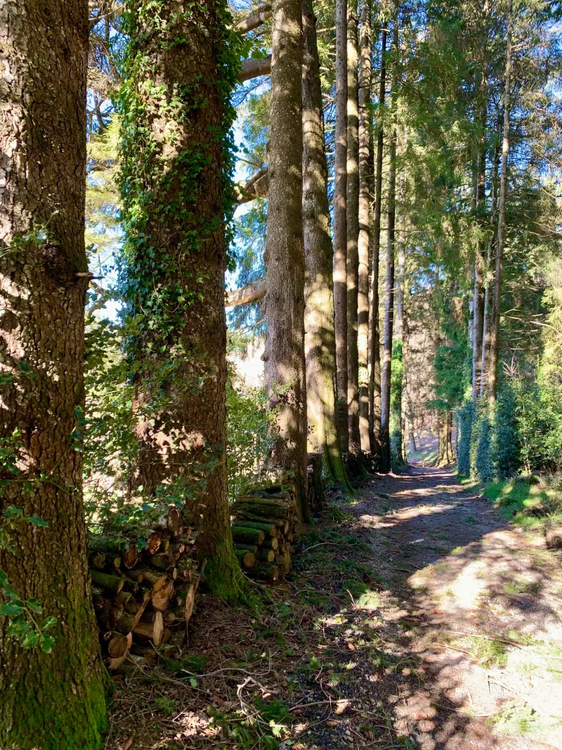 Photo 1 de La Forêt à Cambon-et-Salvergues
