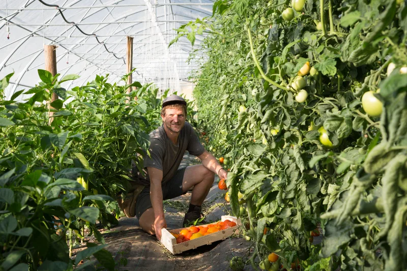 Agriculteur récoltant des tomates dans une serre maraîchère ensoleillée