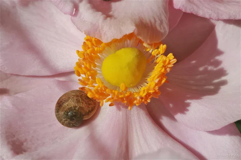 Gros plan d'une anémone rose avec étamines oranges et escargot sur pétale