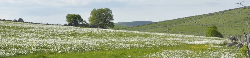 Prairie panoramique de fleurs blanches sur les hauts plateaux de l'Aubrac