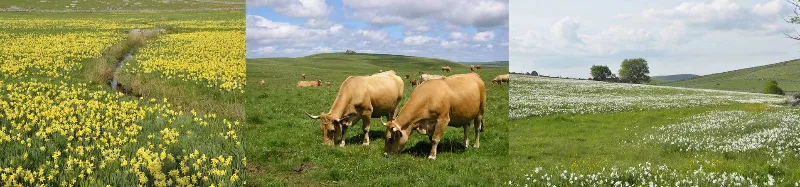 Triptyque de prairies fleuries et vaches Aubrac sur les hauts plateaux