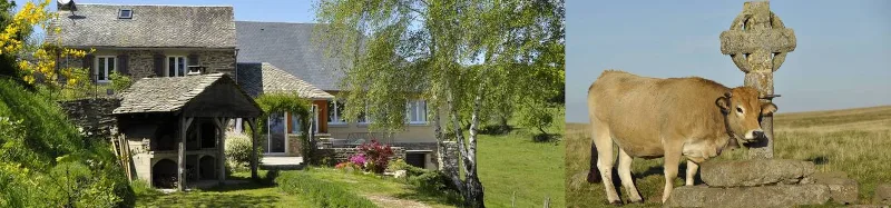 Diptyque maison en pierre avec jardin fleuri et vache Aubrac près d'une croix celtique