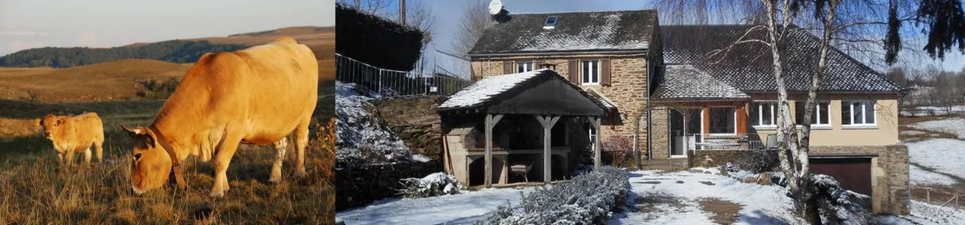 Gîte de groupe Gîte La Belle Aubrac à Saint-Côme-d'Olt — Diptyque vaches Aubrac en estive et maison en pierre enneigée en hiver, capacité 15 personnes
