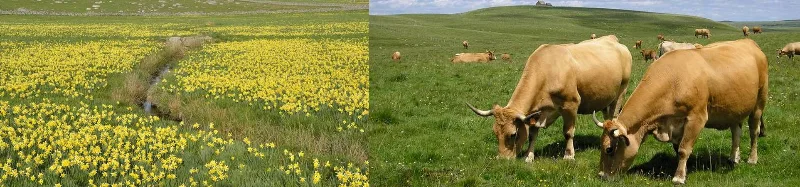 Diptyque prairie de narcisses jaunes et troupeau Aubrac au pâturage
