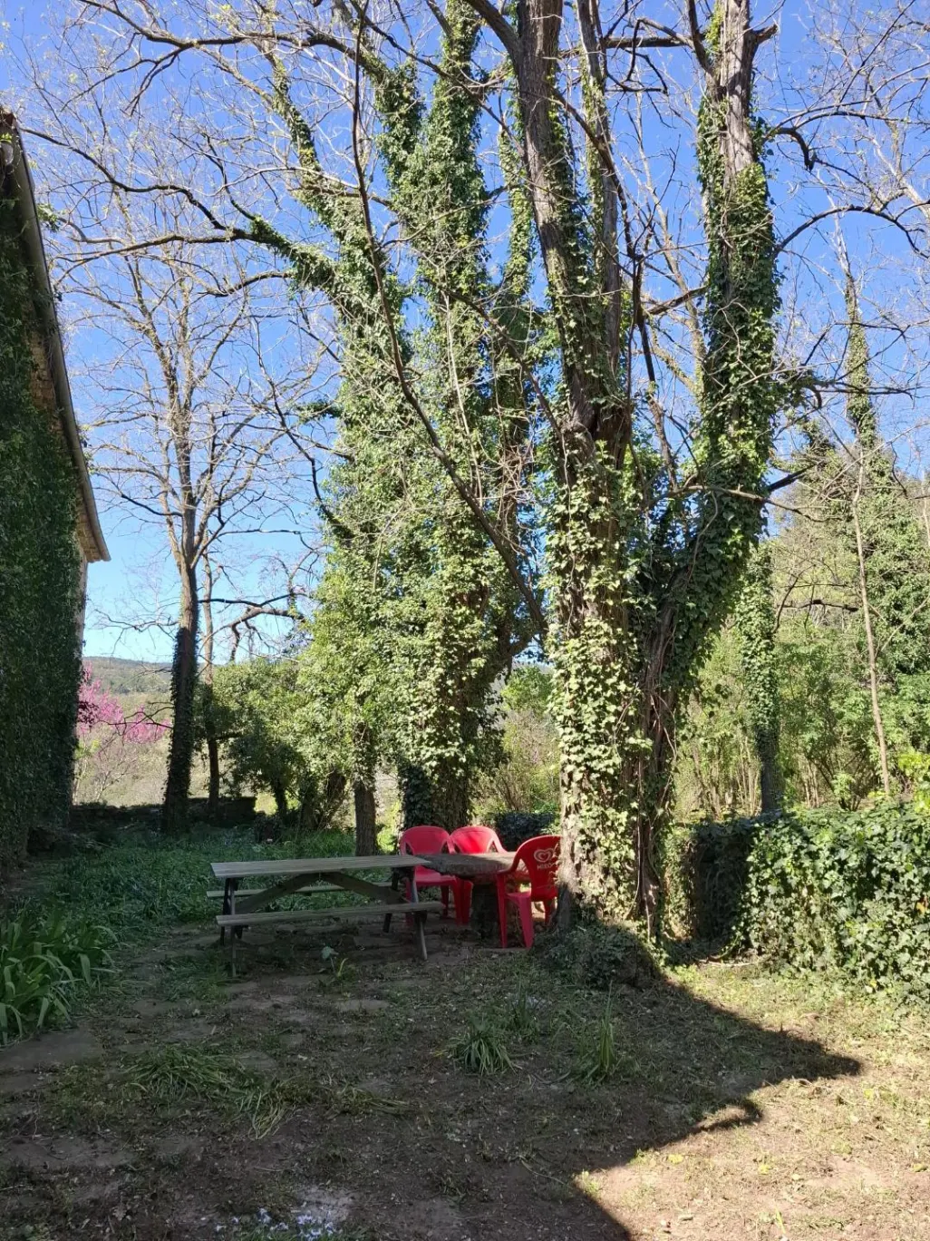 Allée ombragée du jardin bordée de grands arbres avec coin repos