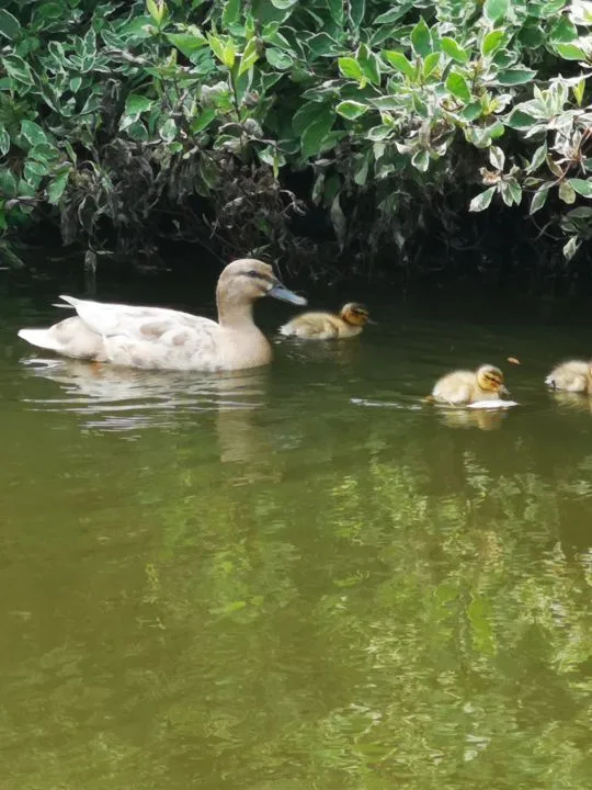 Étang bordant la propriété avec cygnes et végétation