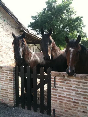 Chevaux du domaine accueillant les visiteurs près de leur enclos en pierre