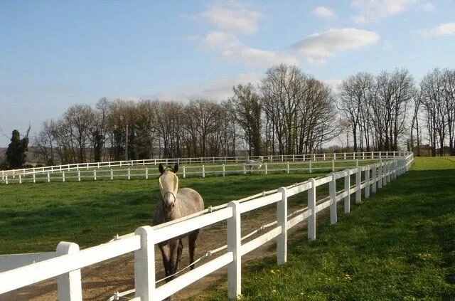 Cheval gris dans son enclos clôturé de blanc, sur le domaine équestre