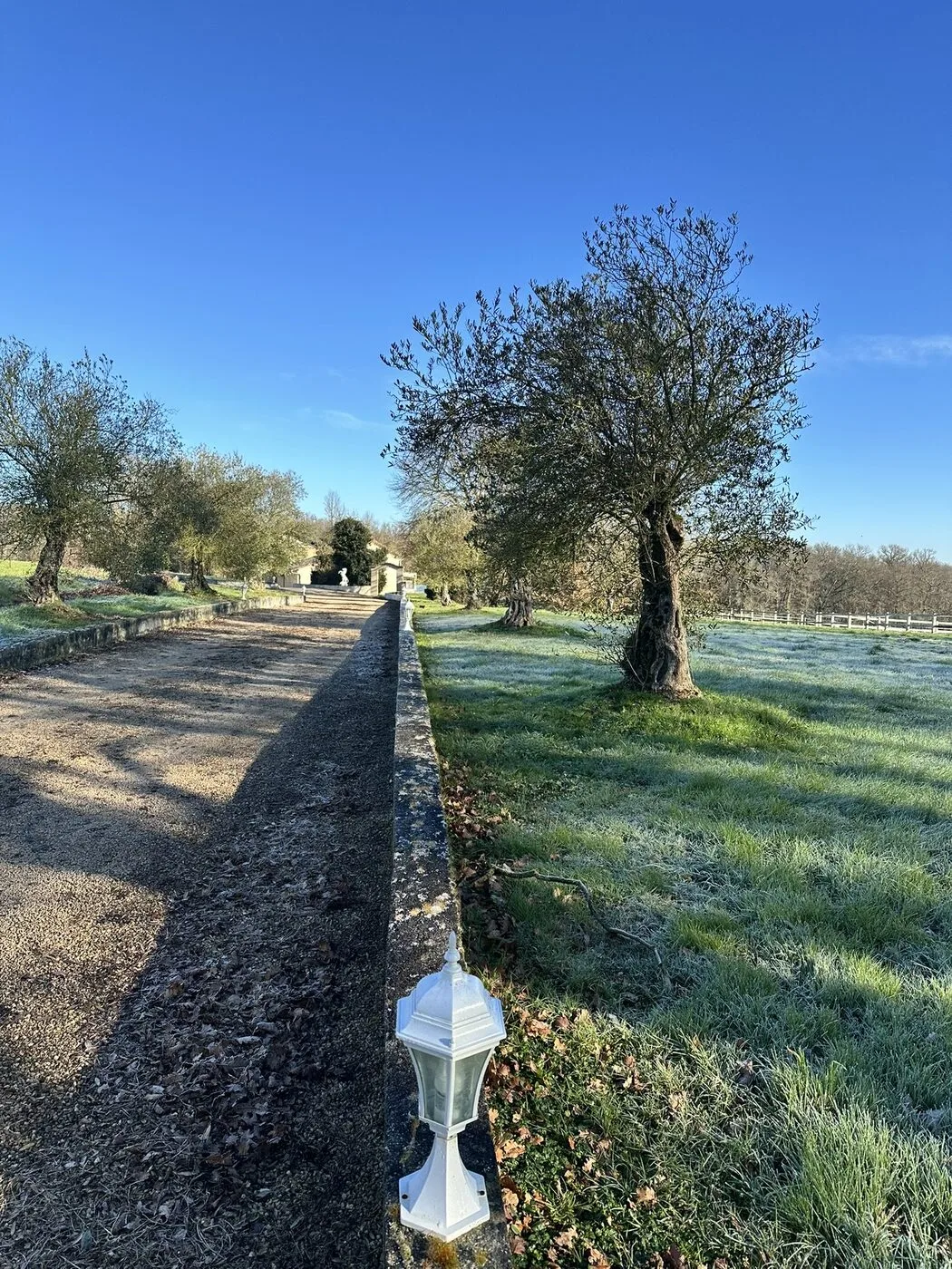 Allée bordée d'oliviers menant aux bâtiments du domaine, matin de gelée blanche