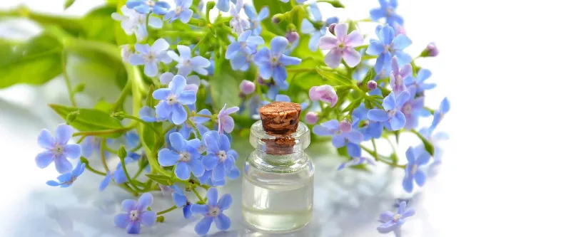 Bouquet de myosotis bleus et flacon d'huile essentielle en verre sur fond blanc