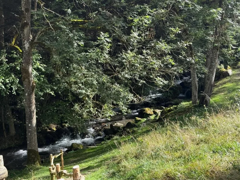 Ruisseau de montagne serpentant à travers la forêt près de la grange du domaine