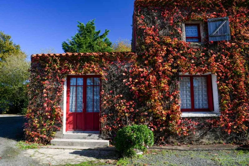 Façade en pierre couverte de vigne vierge avec porte rouge et jardin devant le gîte