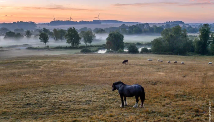 Cheval en liberté dans les prairies environnantes du domaine en Ardennes