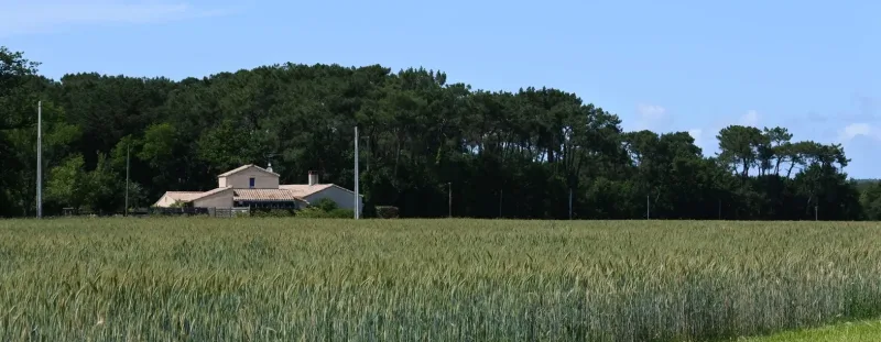 Vue d'ensemble du domaine avec longère en pierre au milieu des champs et pins