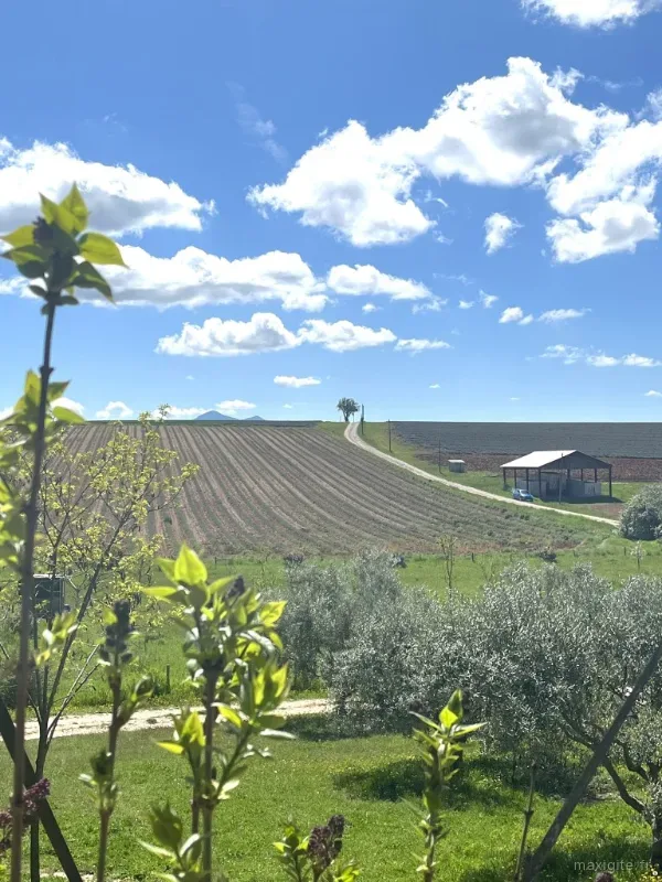 Vue champêtre sur les cultures en terrasses et le chemin d'accès au domaine