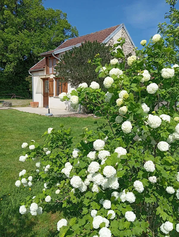 Façade en pierre du gîte entourée d'un jardin fleuri et d'un arbuste boule-de-neige
