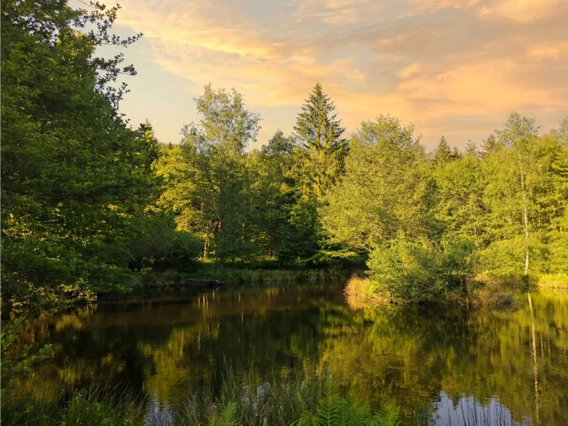 Étang privé du domaine bordé d'arbres, avec ponton pour la pêche