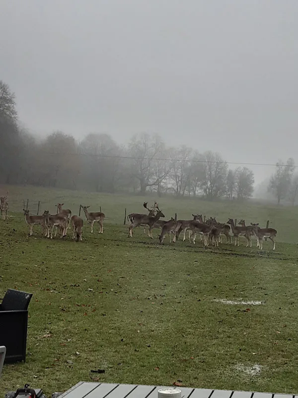 Daims en semi-liberté dans le parc clos du domaine, entre bois et pâtures