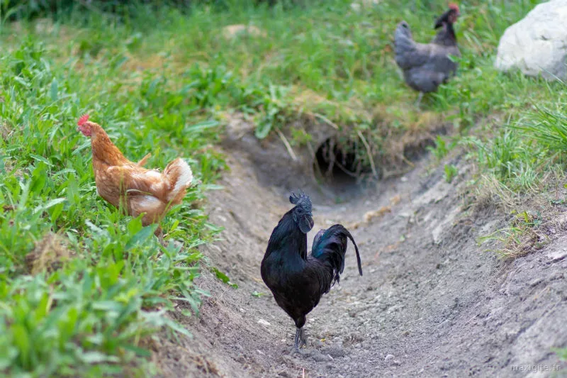 Poules et coq en liberté dans le pré du gîte