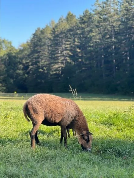 Mouton broutant dans la prairie du Domaine Pré-Jeantet, forêt en arrière-plan