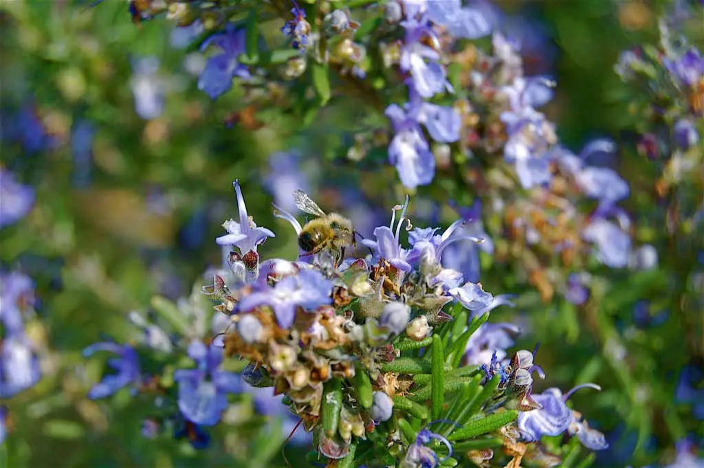 Champ de lavande en fleur avec lumière dorée typique de la Provence gardoise