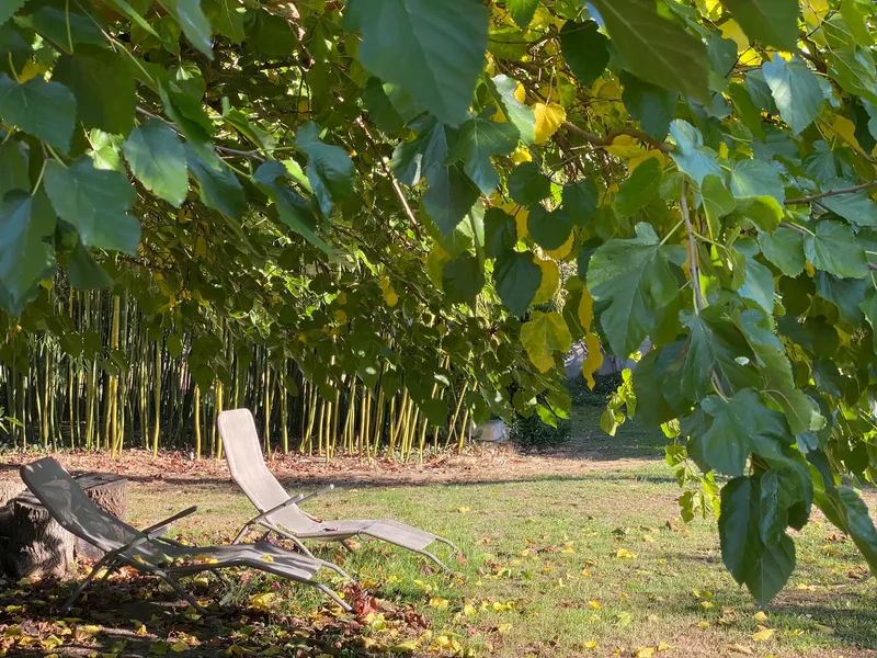 Coin détente ombragé du jardin avec chaises longues installées sous les arbres près d'une haie de bambous