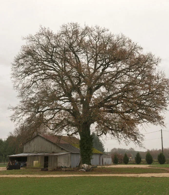 Le Grand Chêne – Neung sur Beuvron